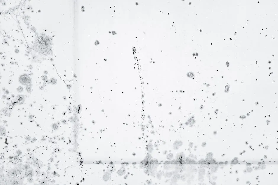 Quality Black Mold Remediation in Oakland Park